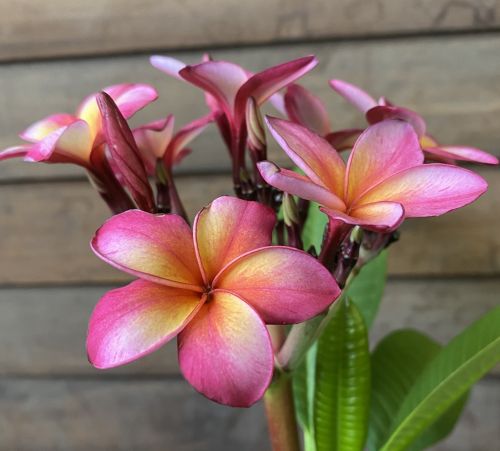 【蕾付】インドソケイ（CS3、シーエス3）5号鉢植え 苗 蕾付き添い人【熱帯草木・トロピカルフラワー・ハワイアンフラワー・プルメリア】