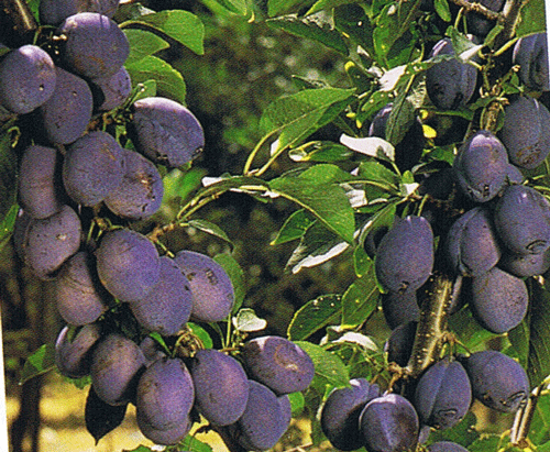 楽天市場】チェリモヤ 苗 【エルバンポ】 2年生接ぎ木苗 果樹 南国