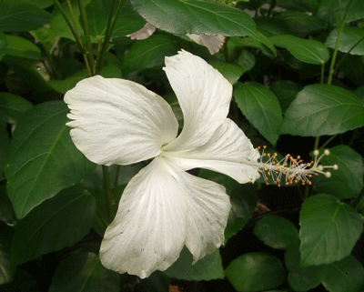 68 以上節約 鉢植え ホワイトバタフライ 夏の花 花 観葉植物