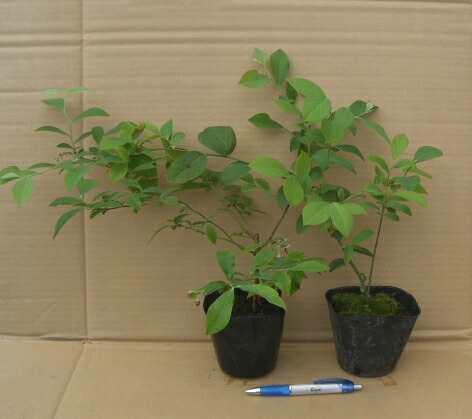 楽天市場】【ふるさと納税】ブルーベリー 苗木 2年生 苗 2本