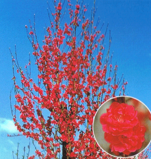 照手紅 花桃 苗木 テルテベニ てるてべに 【庭木　花木　花桃　ハナモモ　はなもも】