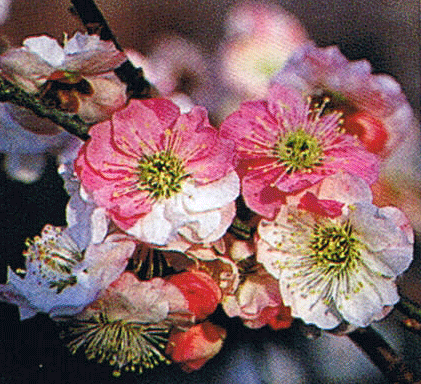 楽天市場 思いのまま 花梅 苗木 おもいのまま オモイノママ 庭木 花木 花梅 はなうめ ハナウメ 日本花卉ガーデンセンター Annex