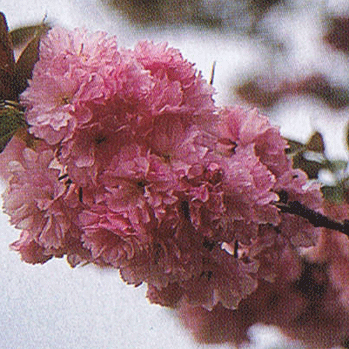 楽天市場 関山桜 桜 苗木 かんざんざくら カンザンザクラ 庭木 花木 桜 サクラ さくら 日本花卉ガーデンセンター