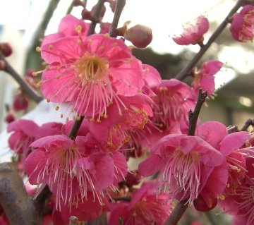 大盃 花梅 苗木 おおさかずき オオサカズキ 【庭木 花木 花梅 はなうめ ハナウメ】