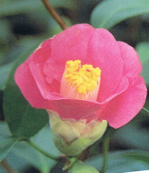 楽天市場 椿苗木 雲竜椿 花木庭木 椿 ツバキ つばき 日本花卉ガーデンセンター