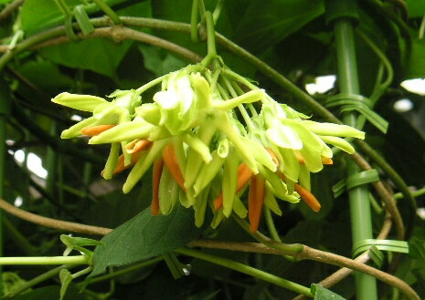 希少大苗♥　ペトレア　ウォルビリス　 サンドペーパーバイン パープルリース 希少大苗♥ ペトレア ウォルビリス サンドペーパーバイン パープル