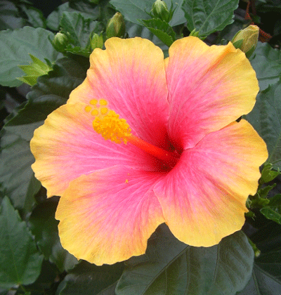 楽天市場 ハイビスカス 苗 ミセスユミ 熱帯植物 トロピカルフラワー ハワイアンフラワー ハイビスカス 日本花卉ガーデンセンター
