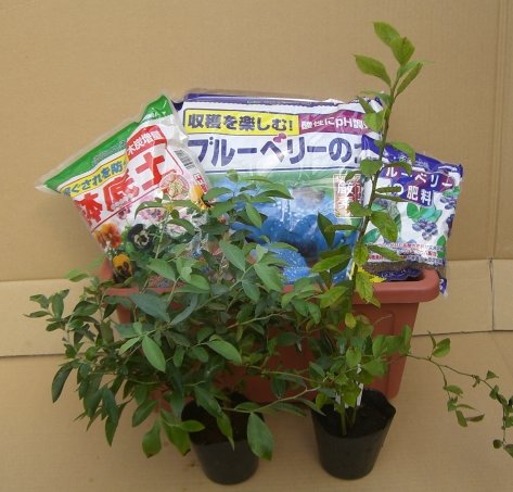 楽天市場】ハスカップ 苗木 苗 ハスカップ 《果樹苗》 : 日本花卉