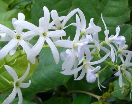 希少大苗♥　ペトレア　ウォルビリス　 サンドペーパーバイン パープルリース 希少大苗♥ ペトレア ウォルビリス サンドペーパーバイン パープルリース