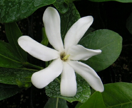 み❤️ 希少　花付き！特大カカオ苗木　チョコレートの木 楽天市場】大株 チョコレートの木（カカオの木）《熱帯果樹苗