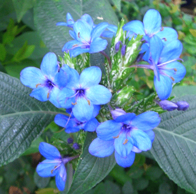 楽天市場】【大株】アルラ（ハワイアンパーム） : 日本花卉ガーデン