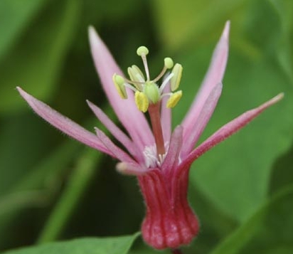 hihi様　ジャスミン9個、ホワイトローズ1個 合計10個 嵐のように哀れに愛をこめて