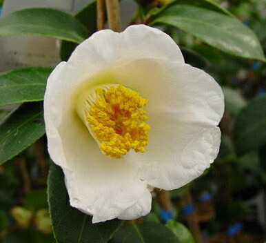 楽天市場】白玉椿（シラタマツバキ）雪舟6号接木苗木(g07-1) : 千草園芸