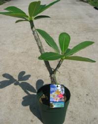 インドソケイ 花色宙ぶらりん レター立ち 枝物 5号鉢植え 苗 熱帯草木 トロピカルフラワー ハワイアンフラワー プルメリア Saboramalaga Es