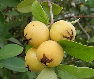 ストロベリーグアバ　イエロー　大株　結実中　30-1 ストロベリーグアバ イエロー 大株 結実中 30-1