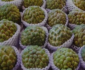 レンブ静岡 【熱帯果樹】イエロー釈迦頭 台湾フルーツ】台湾の冬の