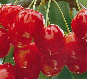 楽天市場】1本でなるさくらんぼの木 【紅きらり】 2年生接木苗