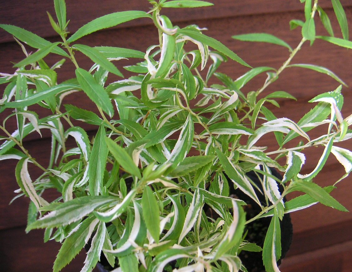 楽天市場】イギリスナラ アルゲンテオマルギナータ 苗 苗木 6寸鉢植え