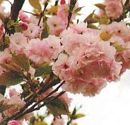 ６寸鉢植え　桜　苗木　福禄寿桜　　苗木　苗　　 【庭木花木・桜・サクラ・さくら】
