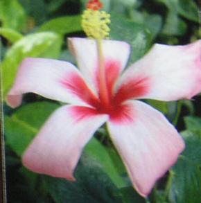 楽天市場】ホワイトローズピカケ ジャスミン 一重咲き（4.5寸鉢