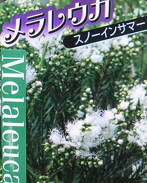 楽天市場】【現品発送】メラレウカ スノーインサマー 樹高2.1
