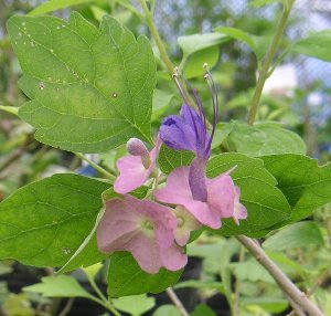 楽天市場】チャイニーズハット 3号 : 千草園芸