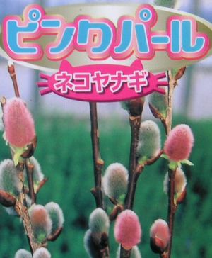 ピンクパールねこやなぎ♡抜き苗② 国華園オンラインショップ / 花木苗 ネコヤナギ ピンクパール 2株