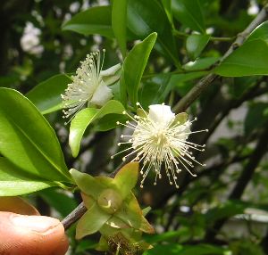 【5寸鉢植え】　セレージャ　苗　苗木　《熱帯果樹苗》
