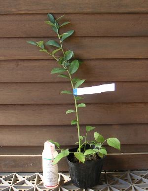 楽天市場】ブルーベリー 苗木 【鉢植え】ブルーベリー2本セット植え