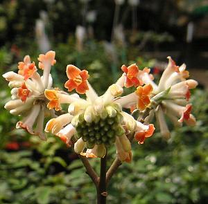 楽天市場】ネコヤナギ ピンクパールネコヤナギ 3寸ポット植え ねこ