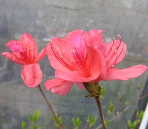 楽天市場】バイカツツジ 【里の木シリーズ】 : 苗木部 by 花ひろば