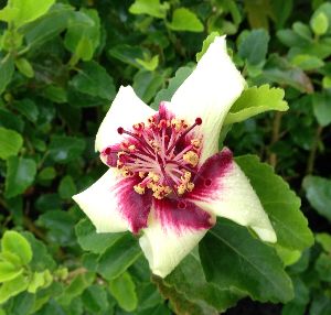 楽天市場】雲竜ヘーゼルナッツ レッドマジェスティック 苗 苗木 6寸