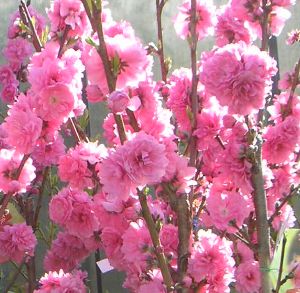花桃　苗　霞の里 花桃 苗木 カスミノサト かすみのさと 【庭木　花木　花桃　ハナモモ　はなもも】