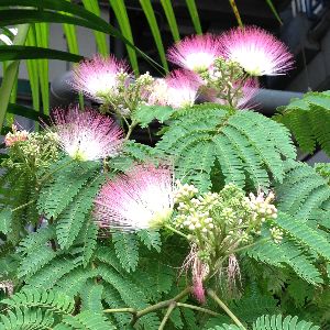 楽天市場】ネムノキ（合歓の木）5寸鉢植え （樹高20〜40センチ程度