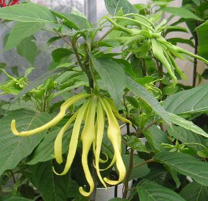 楽天市場】大株 チョコレートの木（カカオの木）《熱帯果樹苗》樹高40