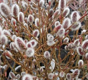 楽天市場】ネコヤナギ ピンクネコヤナギ 3寸ポット植え ねこやなぎ