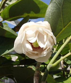 楽天市場】【選べる現品】八重咲き大山蓮華（ヤエザキオオヤマ