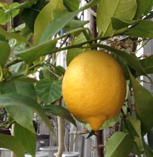 楽天市場】レモン 苗木 ビアフランカ レモン （トゲなしレモン）：果樹