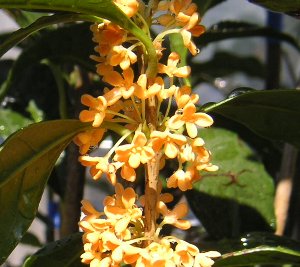 楽天市場 紅花キンモクセイ フレグランスレッド 苗木 根巻き苗 100cm 千草園芸