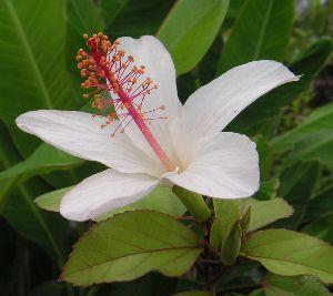 楽天市場 ハイビスカス 鉢植え ハイビスカスワイメアエ 原種系 熱帯植物 トロピカルフラワー ハワイアンフラワー ハイビスカス 日本花卉ガーデンセンター