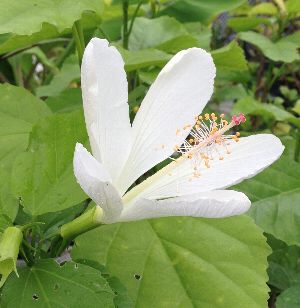 【現品】ブリガミア・インシグニス (アルラ) ハワイアンパーム　5号　AK番 楽天市場】【大株】アルラ（ハワイアンパーム） : 日本花卉ガーデン