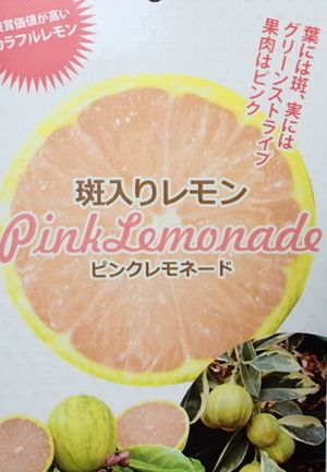 香水レモン　(パキスタンレモン) 香水レモン (パキスタンレモン) 実付き - メルカリ