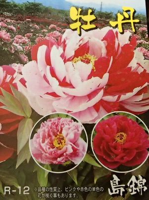 楽天市場】牡丹 苗 【新日月錦 （しんじつげつにしき）】 約0.3m