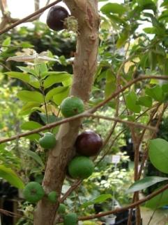 楽天市場】強健大玉ジャボチカバ アッスー 中葉系 苗木 7号(y13