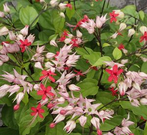 西洋ハシバミ　レッドマジェスティック　ヘーゼルナッツ　雲竜 楽天市場】雲竜ヘーゼルナッツ レッドマジェスティック 苗 苗木