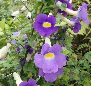 希少大苗♥　ペトレア　ウォルビリス　 サンドペーパーバイン パープルリース 2025年最新】ペトレア・ヴォルビリスの人気アイテム - メルカリ