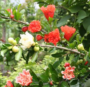 珍しい 花柘榴 特大株 楽天市場】ザクロ苗 咲き分け花ザクロ 【錦袍榴】 3.5号ポット苗