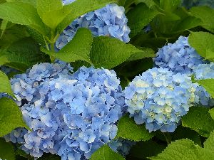 アジサイ 苗 【大苗】オタクサ 紫陽花（アジサイ）【花木庭木・紫陽花・山アジサイ・あじさい】おたくさあじさい