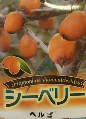 を日本花卉で探してみませんか ガーデニング 農業 花木 果樹苗 樹高が30センチ程度の場合があります 日本花卉ガーデンセンター 果物の苗物 Annex珍しい 苗物 大株 雌雄2株セット シーベリー サジー 苗 果樹 植物 ヘルゴ メス木 オス木 果物の苗物