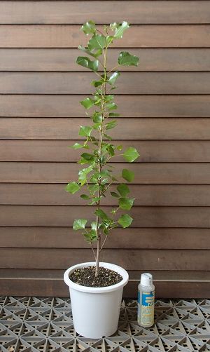 ポプラ　5号鉢植え　ポプラの木　苗　苗木